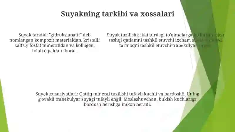 Suyak ToʻQimasi Va Uning Tuzilishi 4