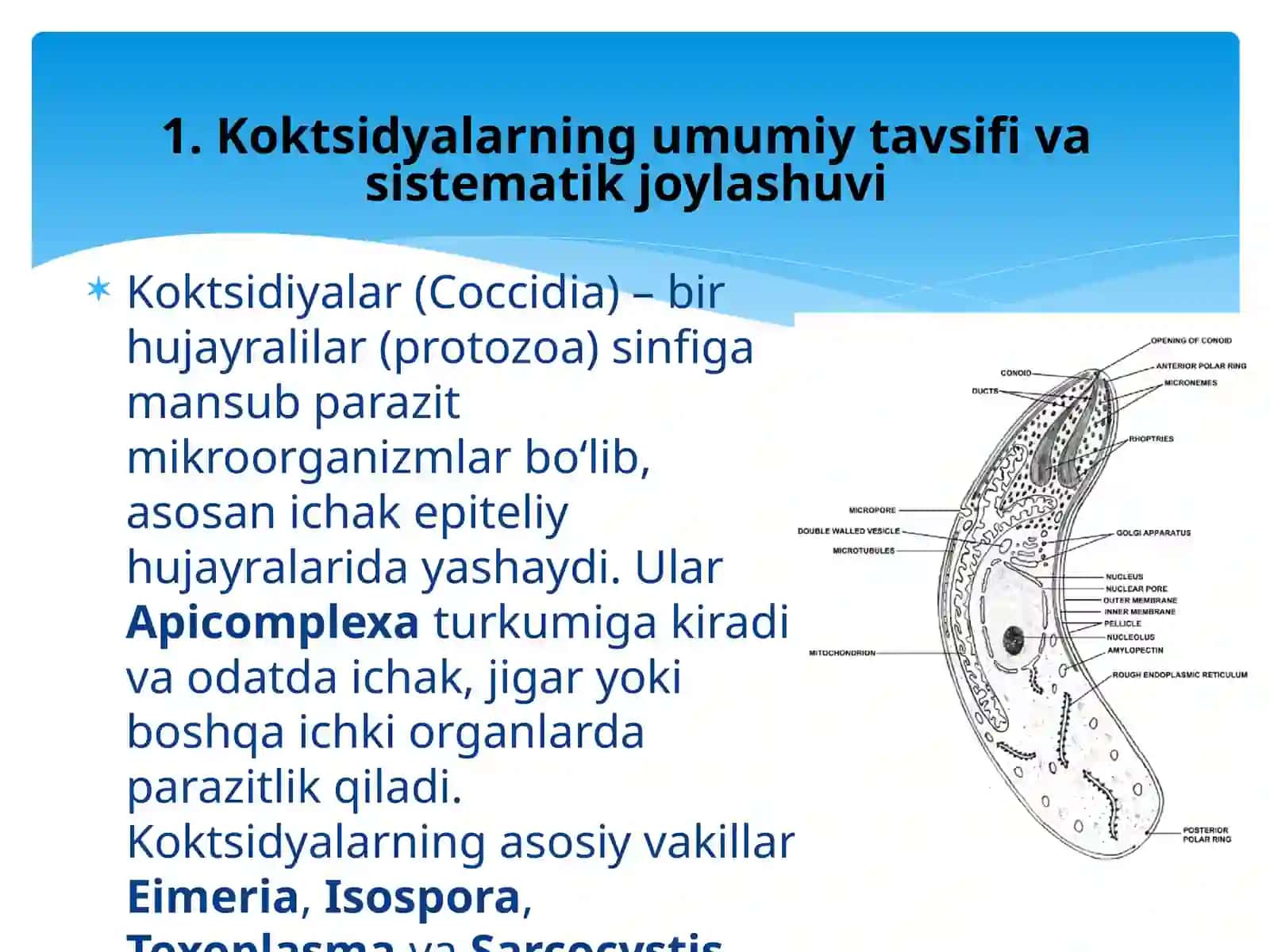 Parazit bir hujayralilardan koktsidyalarning tuzilishi va rivojlanishi 4