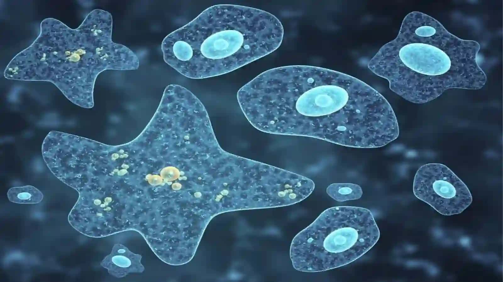 SODDA JONIVORLAR KELTIRIB CHIQARUVCHI KASALLIKLAR VA ULARNING DIAGNOSTIKASI 4