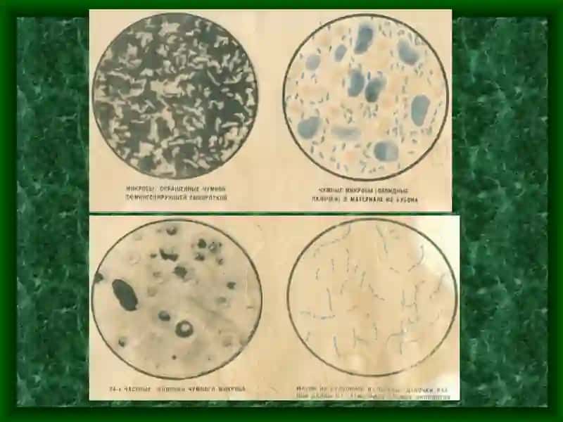 Улат 4