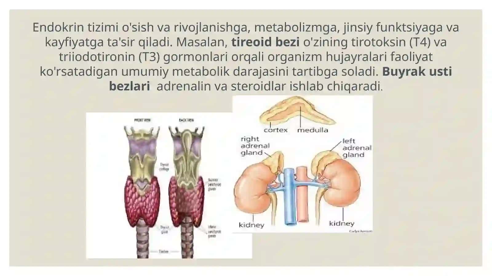 GISTOLOGIYA SITOLOGIYA EMBRIOLOGIYA 4