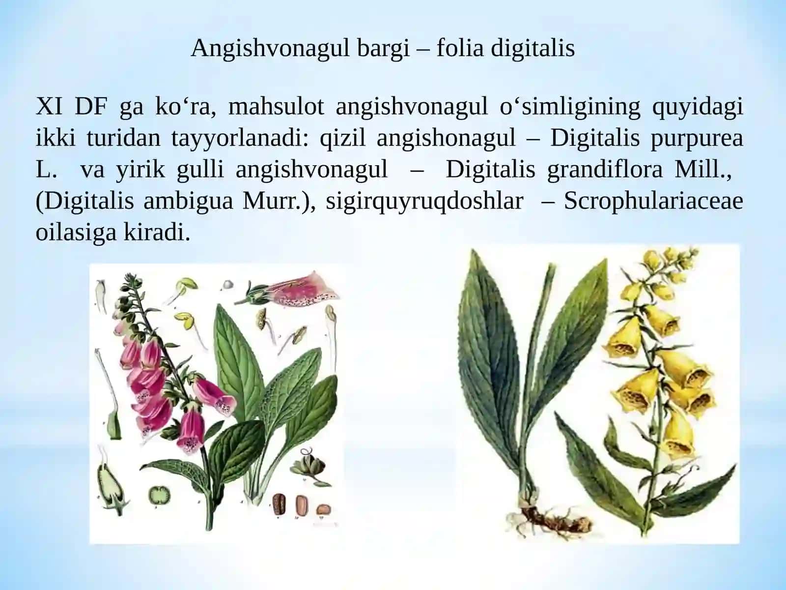 Yurak glikozidlari va tarkibida ana shu glikozidlar boʻlgan mahsulotlar 4