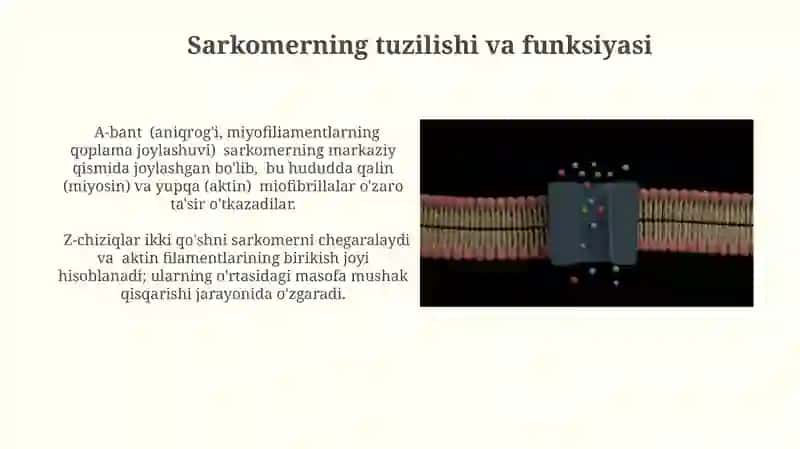 Mushak qisqarish mexanizmining morfologik asoslari 4