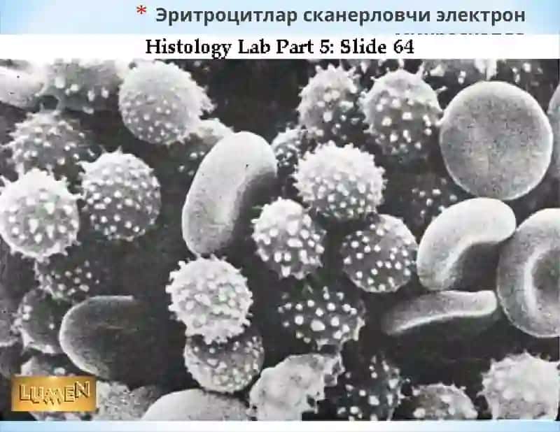 Эритроцитлар системаси 4