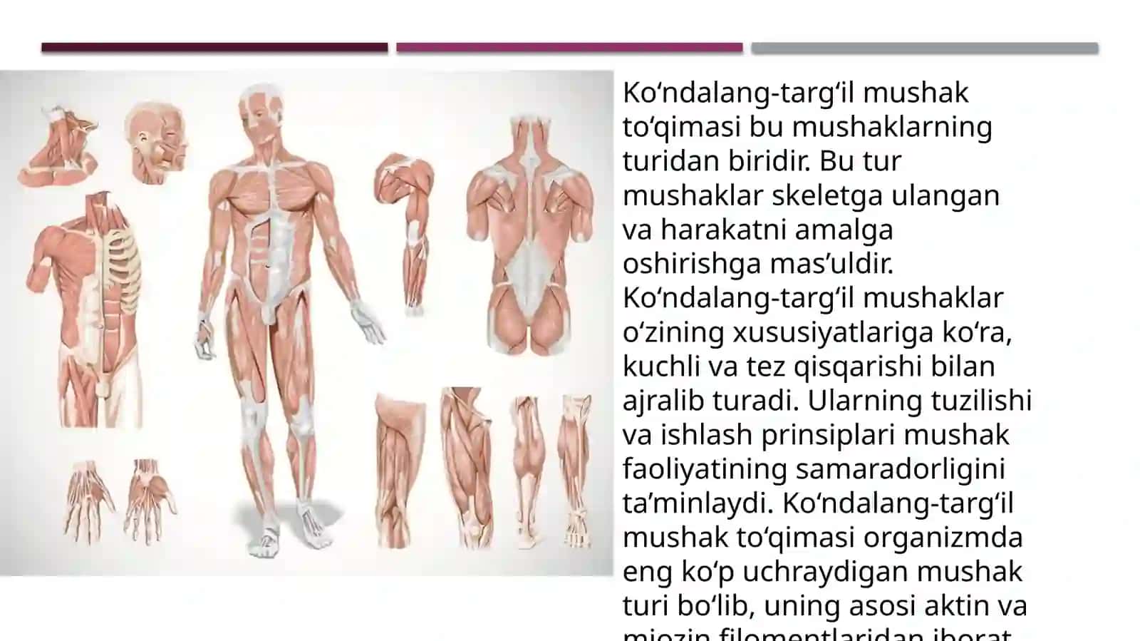 Ko`ndalang-targ`ilskelet mushak to`qimasining tuzilishi 4