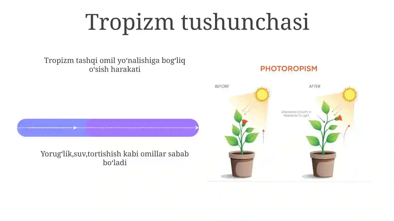 Oʻsinliklarda fototropizm, fotonastiya va geotropizm hodisalarini oʻrganish 4