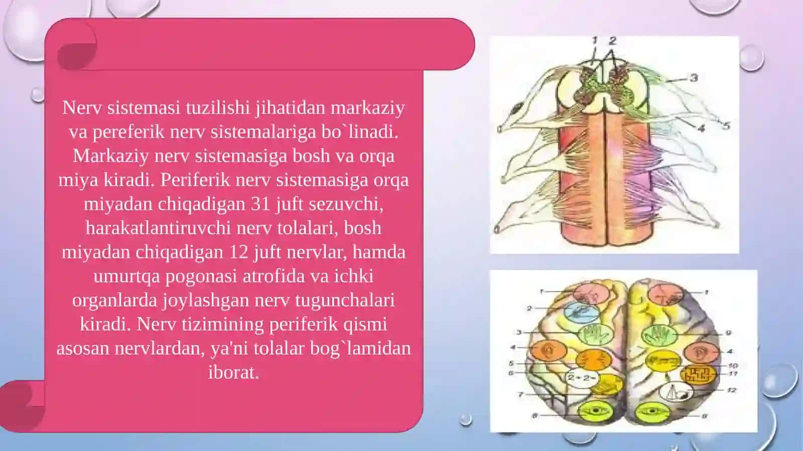 Nerv sistemasining ahamiyati 4