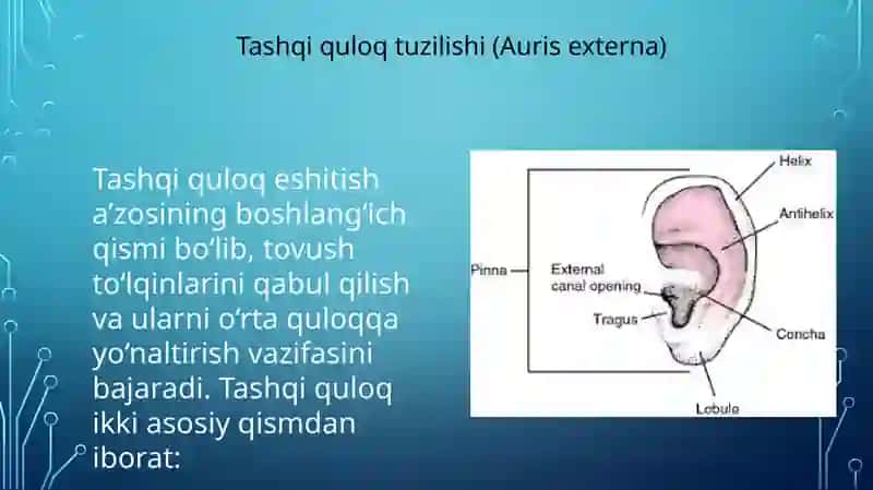 Eshitish a’zosining tuzilishi 4