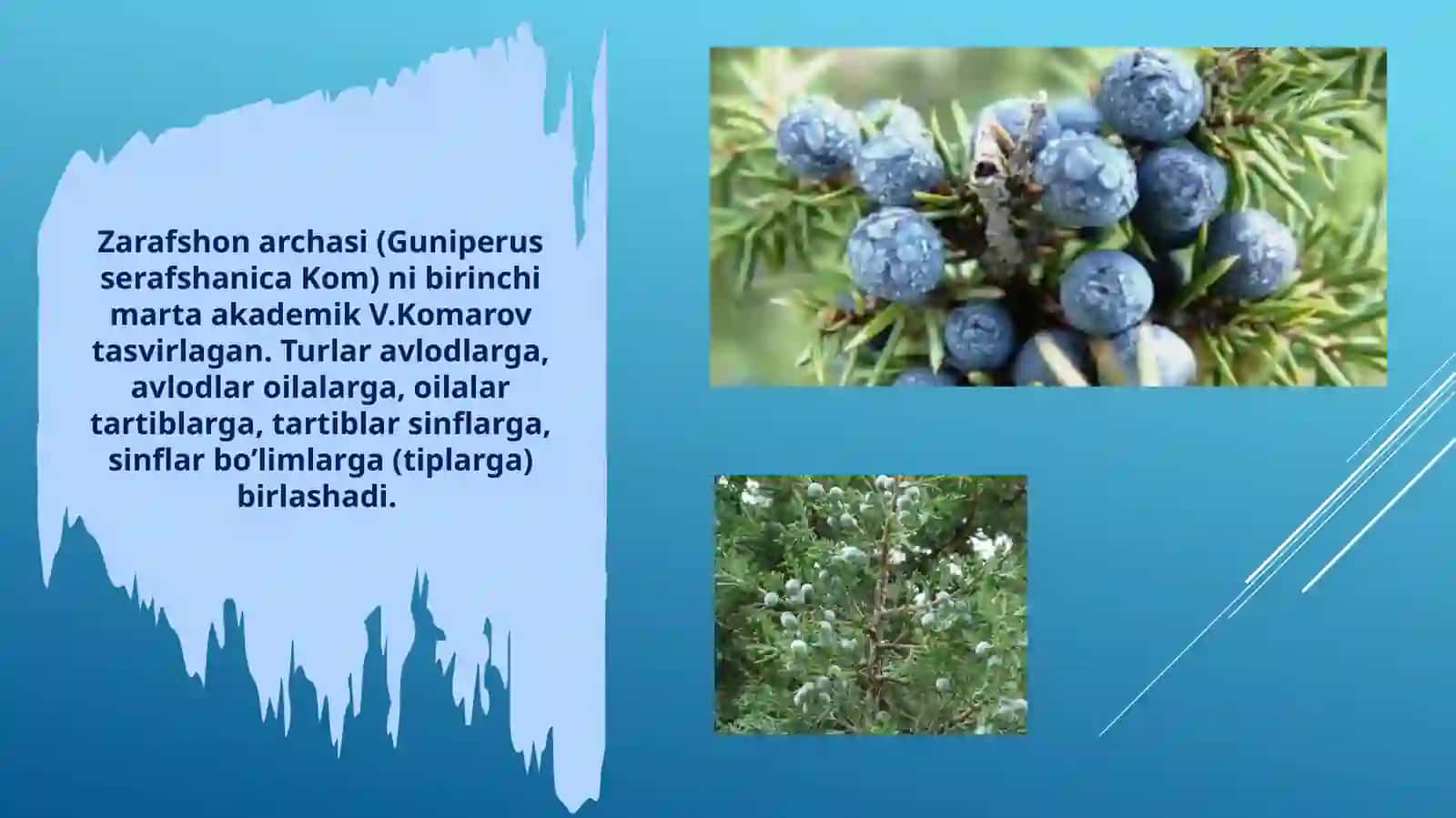 Tur-Tirik Organizmalar Tizimati 4