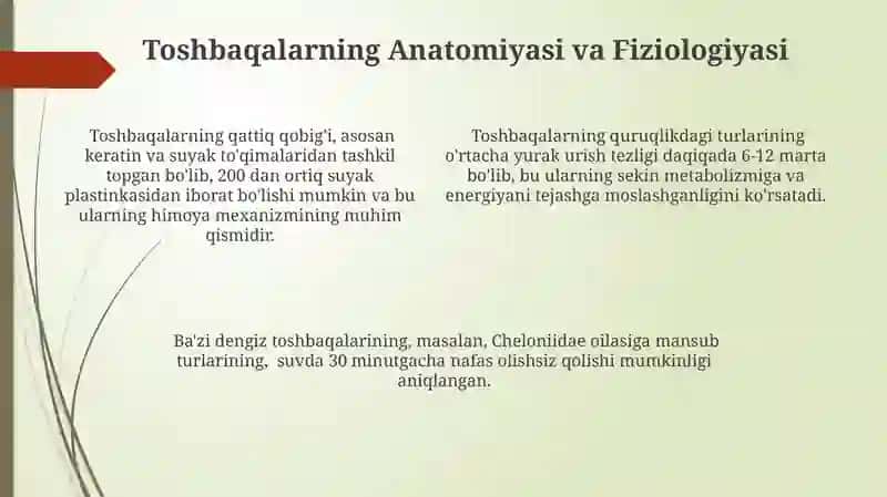 Toshbaqalar turkumi 4