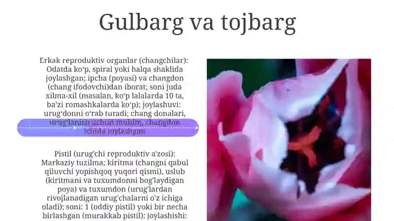 Gulqismlari 4