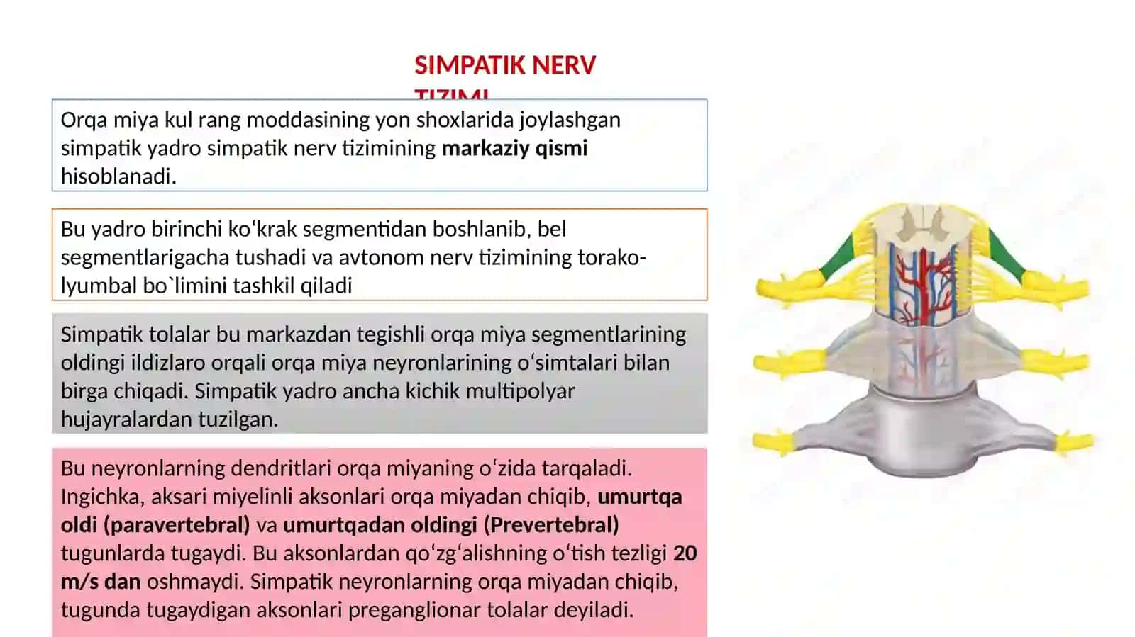 Vegetativ nerv sistemasi. Simpatik, parasimpatik va metasimpatik asab tizimi 4