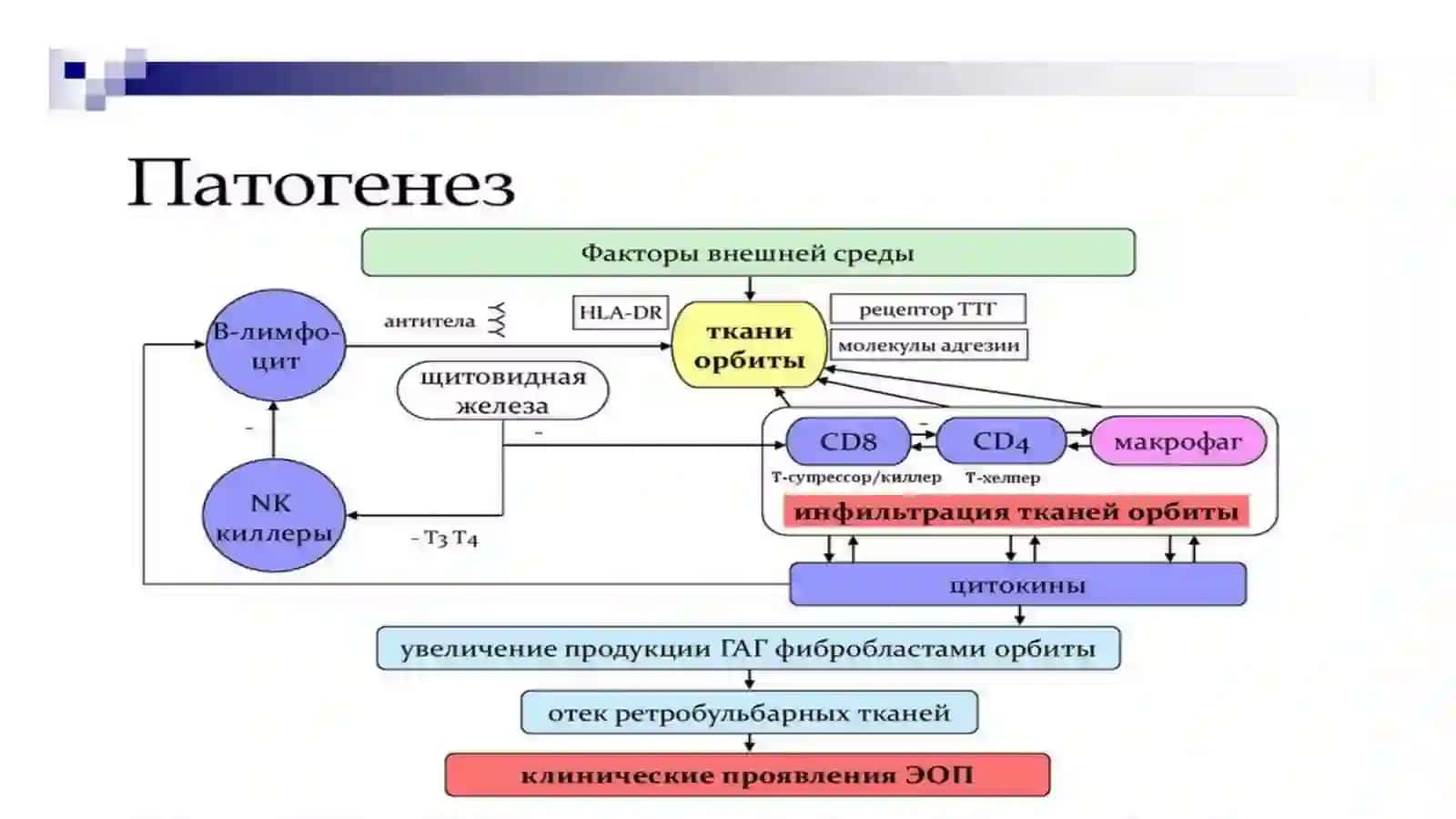 Endokrin oftalmopatiya diagnostikasi va davolash (2-variant) 4