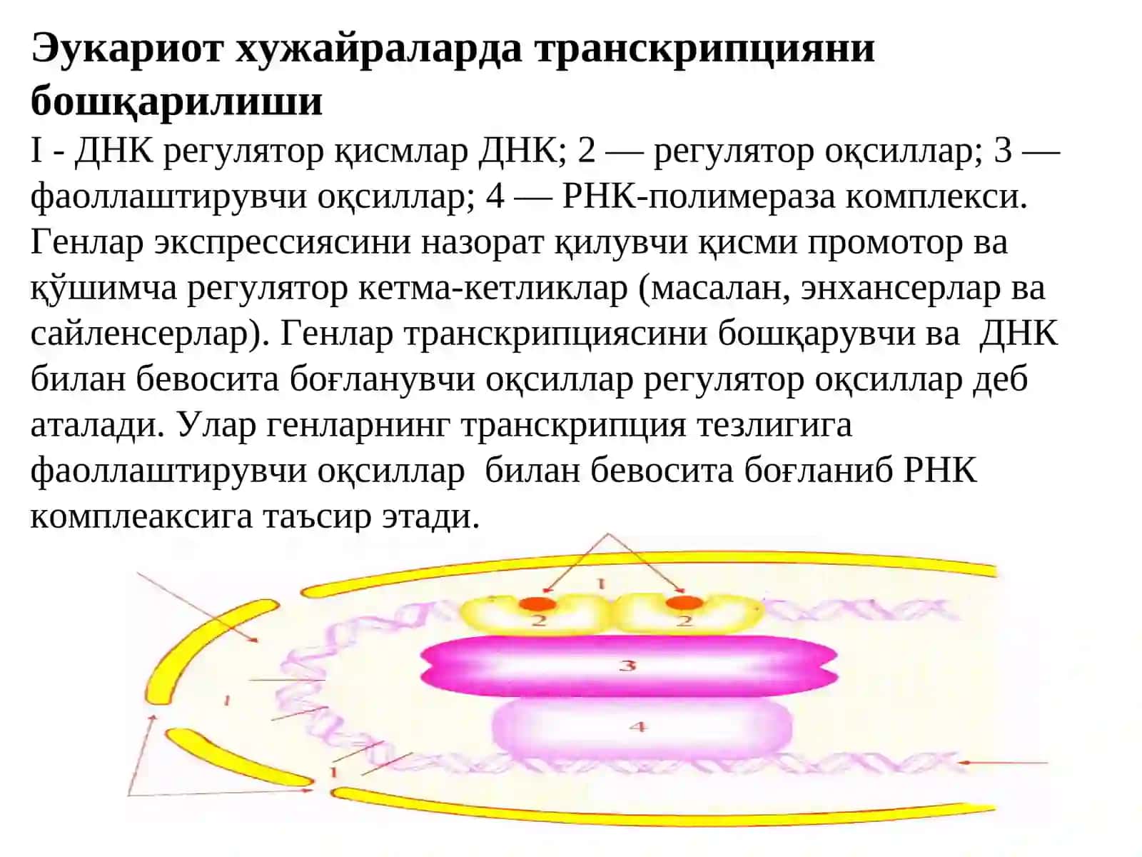 Мавзу: Мутациялар ва канцерогенез 4