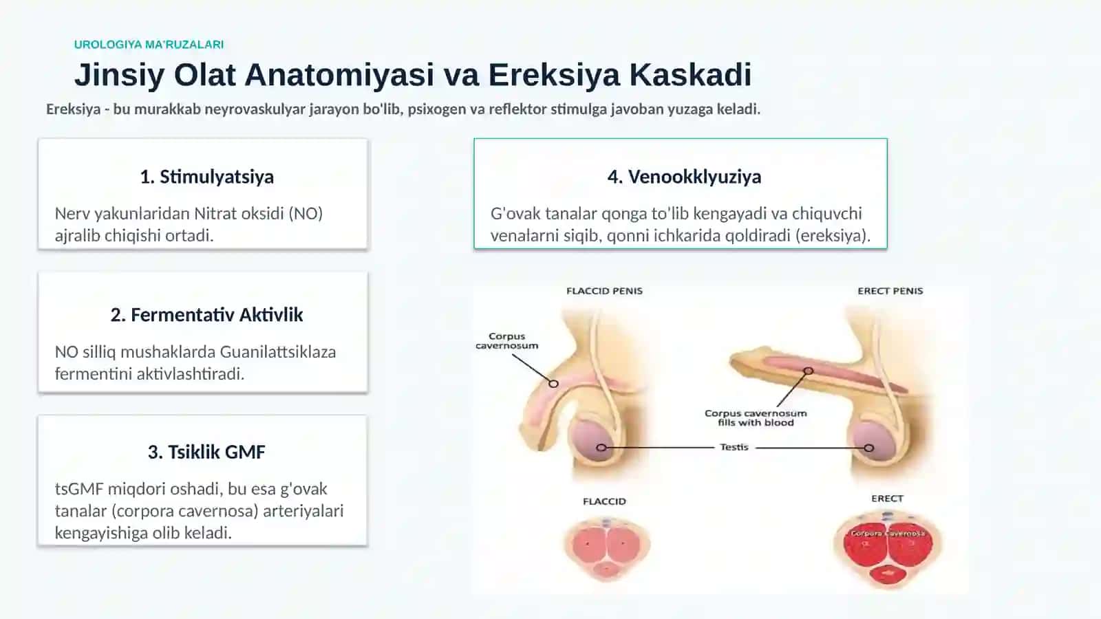 erektil disfunksiya 4