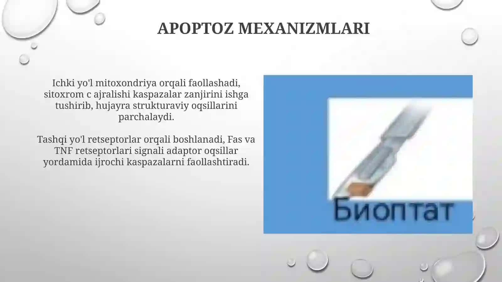 Hujayra apopozisi va uning biologik ahamiyati 4