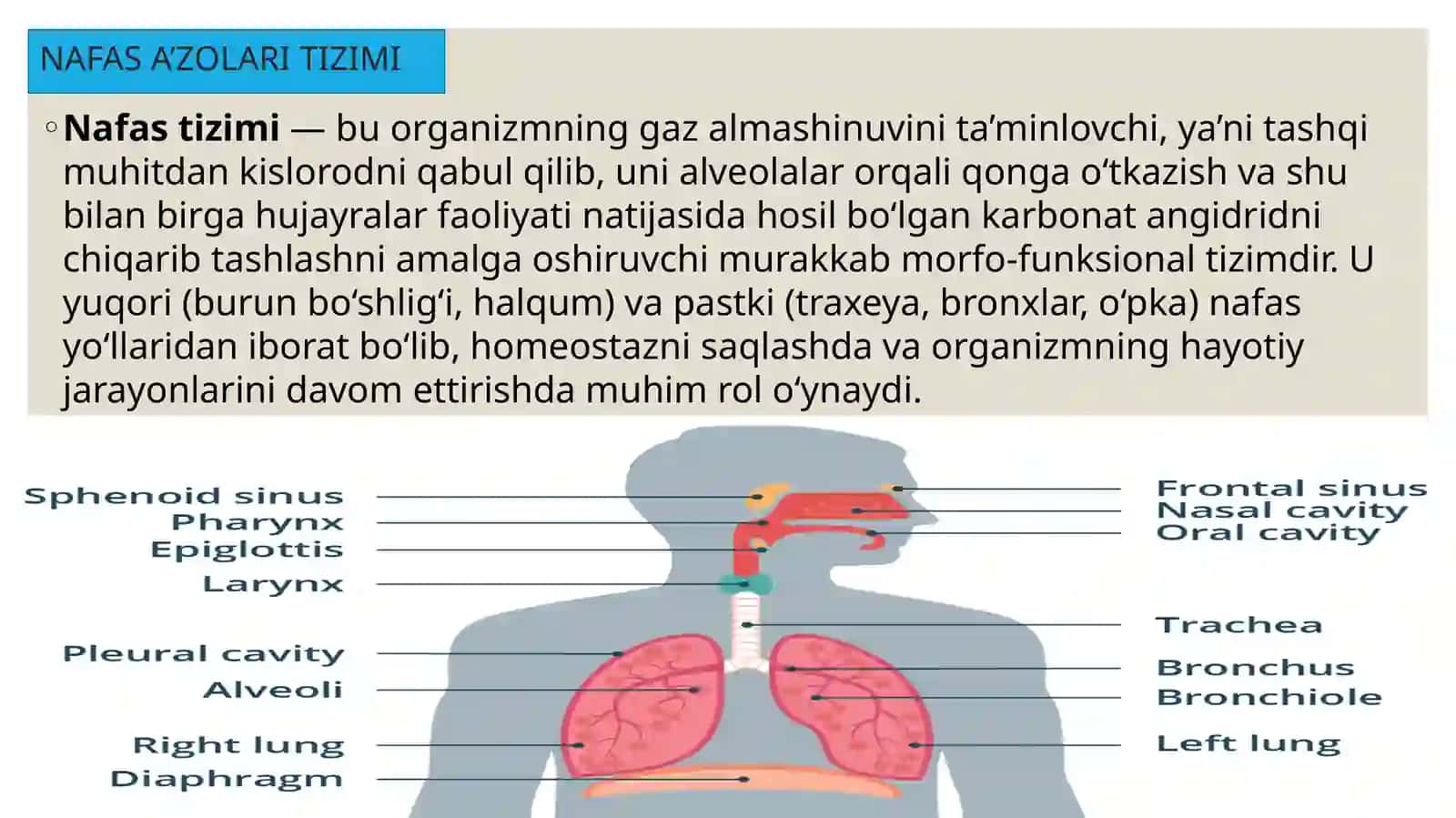 Nafas a'zolari kasalliklarini tekshirish bosqichlari 4