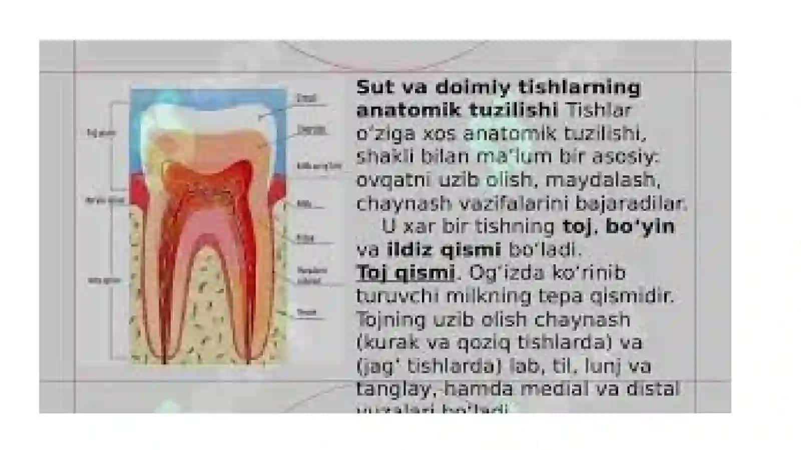 Doimiy tishlarning kimyoviy tuzulishi 4