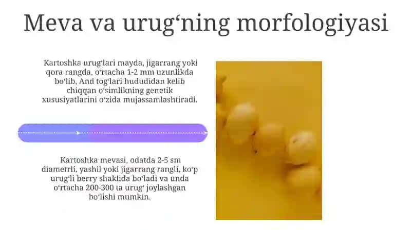 Kartoshka oʻsimligining morfobiologik asoslari 4