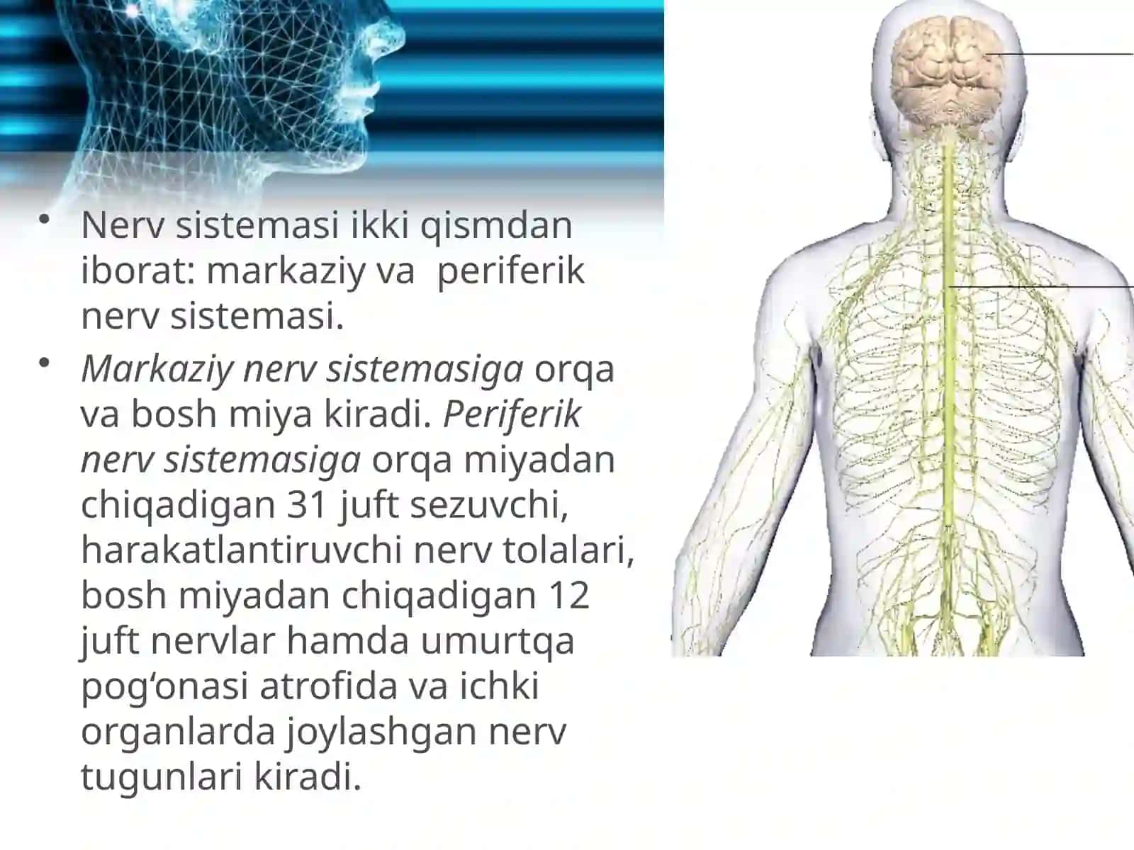 Nerv sistemasining ahamiyati va tuzilishi 4