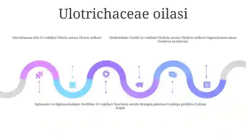 Uloltriksnamo,Edogoniumnamo,Sifonnamo Va Sifonokladialnamo SuvoʻTlari Tartiblari Va Ularning Vakillarini Òrganish 4
