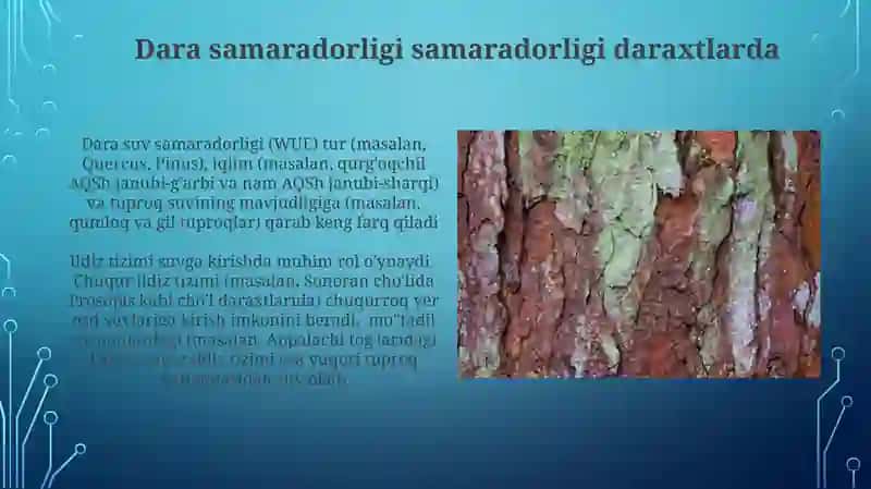 Daraxtturlarining namlikka boʻlgan munosabati 4