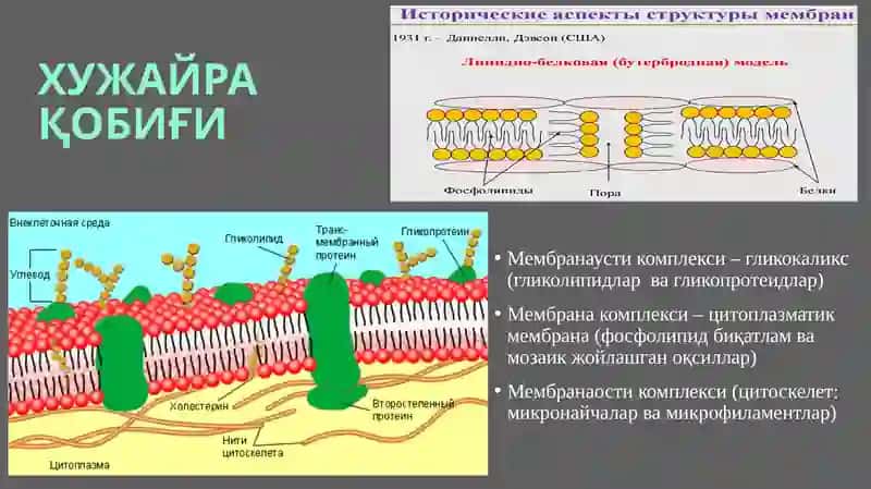 ХУЖАЙРА БИОЛОГИЯСИ 4