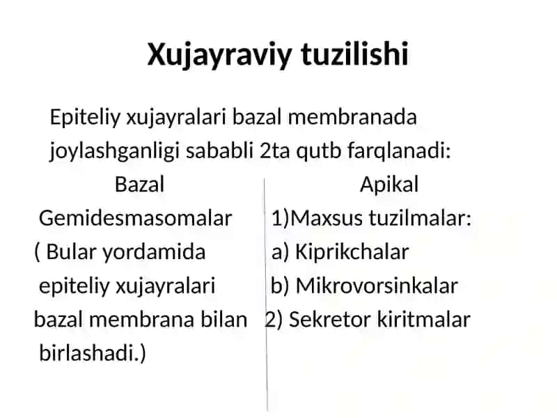Epiteliy to’qimasi 4