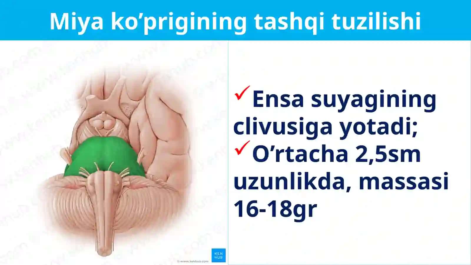 PONS ET MESENCEPHALON 4