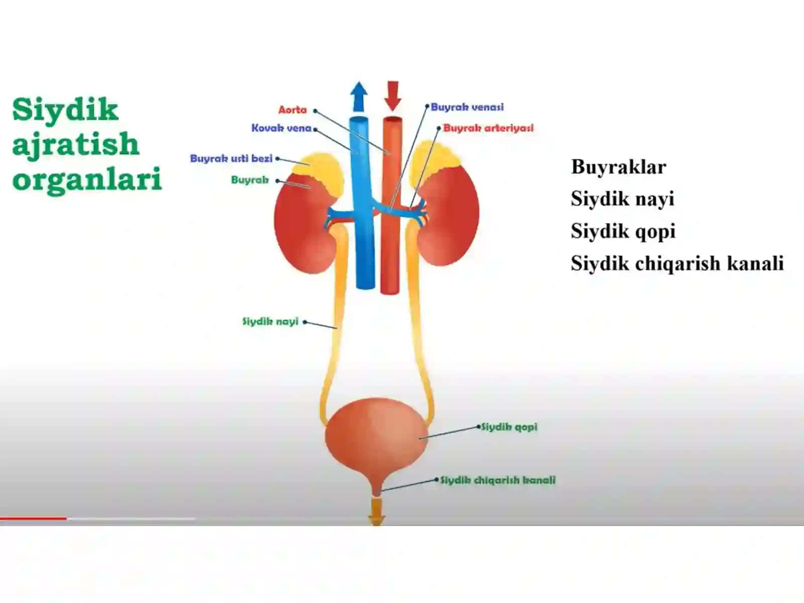 Siydik azolari tuzilishi 4