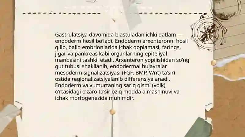 Baliqlarning hazm tizimining embrion rivojlanishi 4