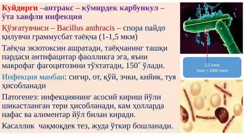 Геморрагик иситма 4