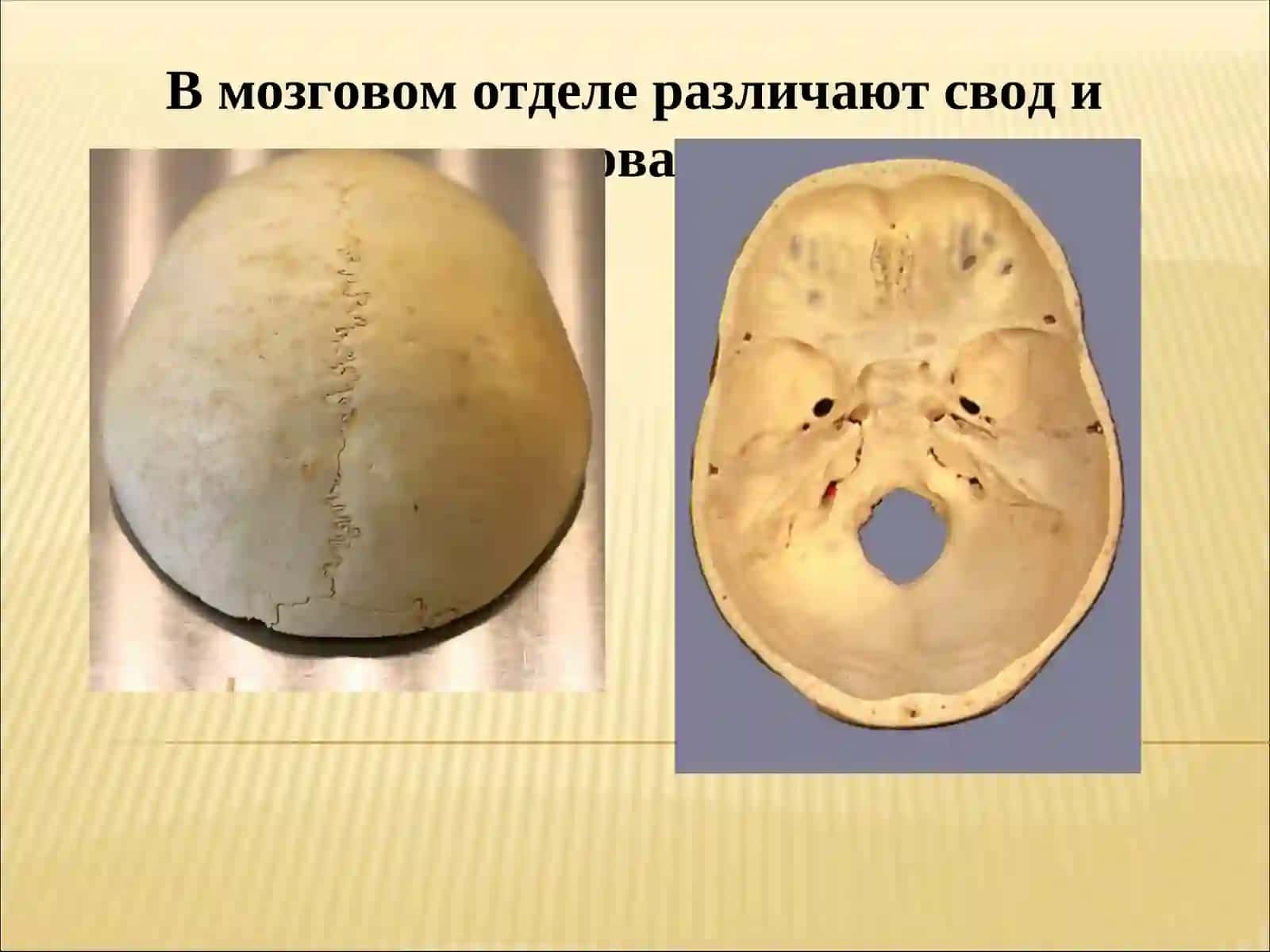 Скелет головы – череп (cranium) 4