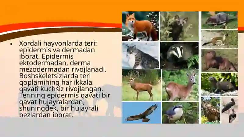 Hayvonlarning tana qoplami va harakat organlari evolutsiyasi 4