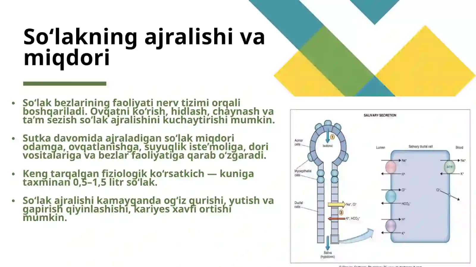 So‘lak tarkibi va uning ahamiyati 4