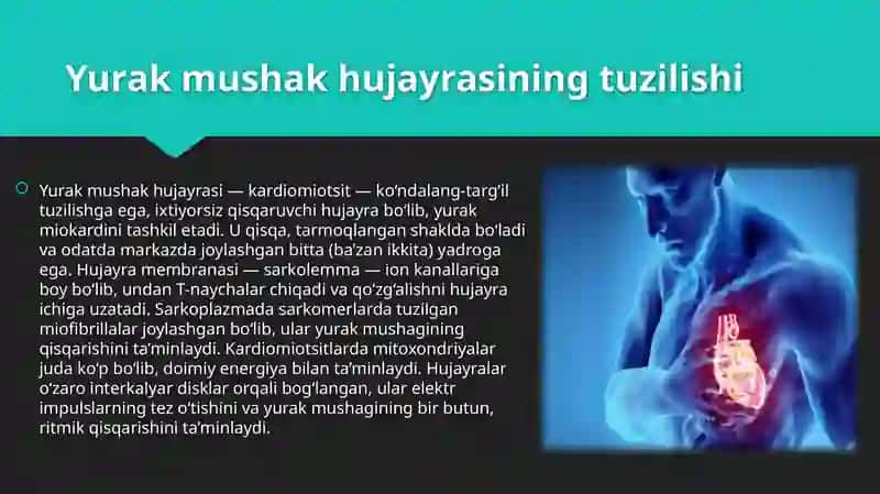Yurak elektrofizologik xususiyatlari 4