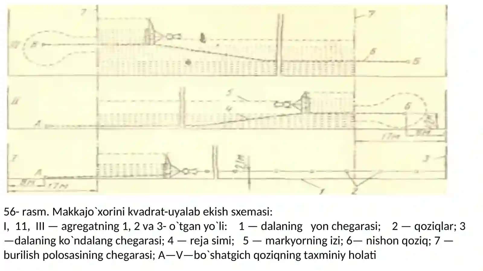 Makkajo’xori yetishtirish va o’rib-yig’ib olish. Bir va ko’p yillik o’tlar yetishtirish va yig’ib olish 4