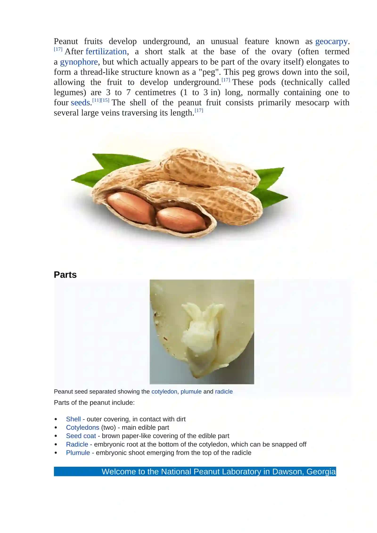 Peanut breeding and its seed production 4