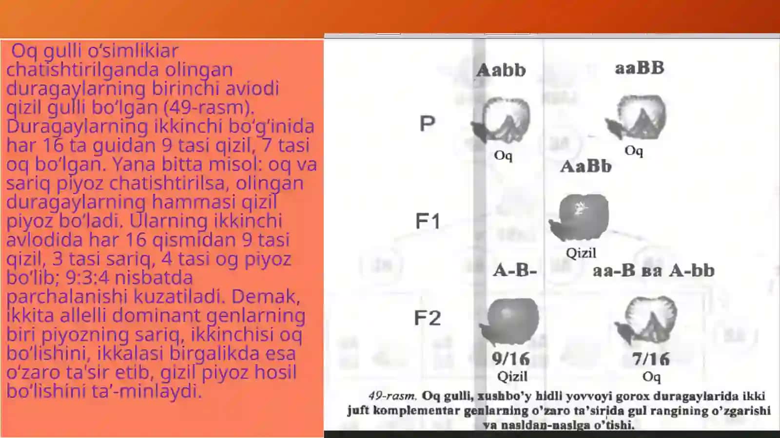 Komplementarlik va epistaz ta'sir qonuniyatlarining seleksiyada ishlatilishi 4