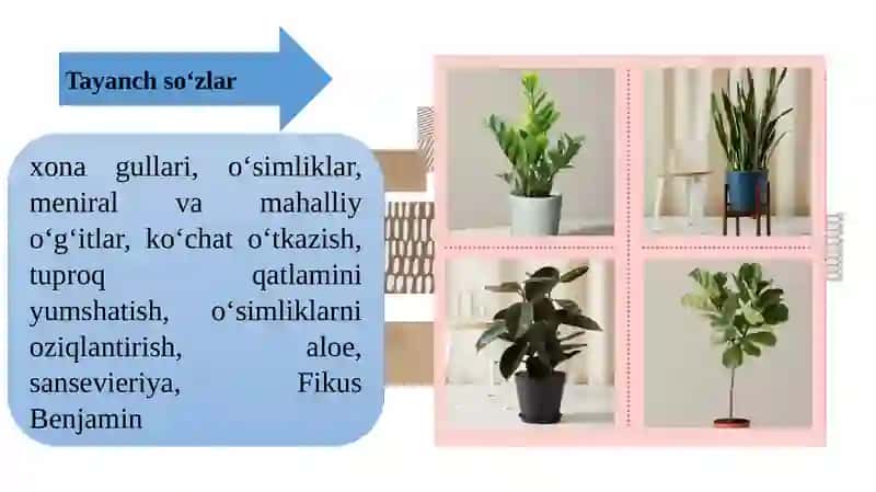 Xona o‘simliklarini parvarish qilish. Gullarni ko'chat qilib ko‘kartirish texnologiyasi 4