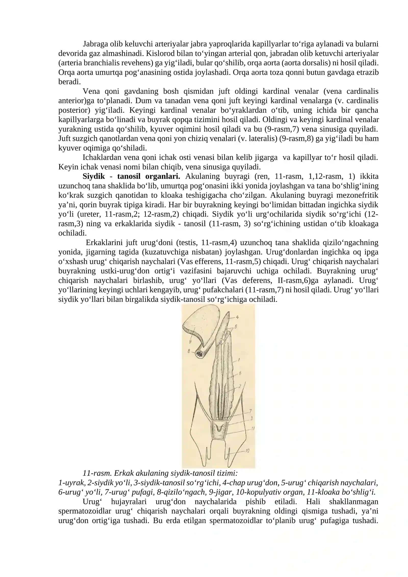 Tikanli akula-Squalus acanhias ning tashqi va ichki tuzilishi. Sistematik o’rni 4