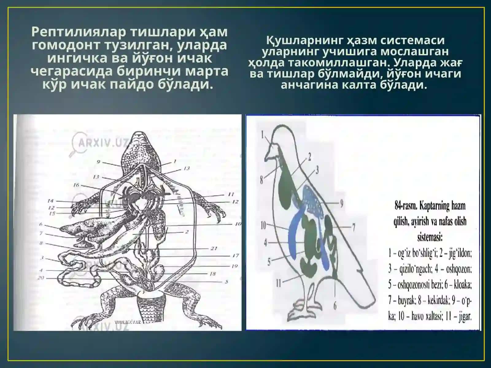 Ҳазм системаси онтогенези 4