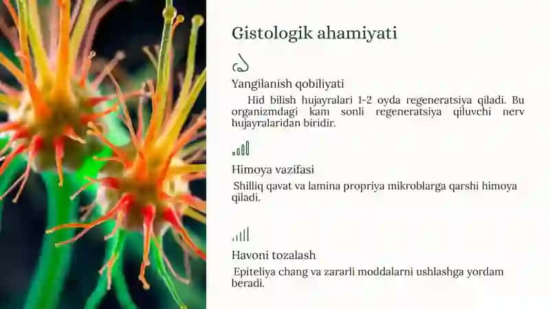 Hidbilish organining tuzilishi va uning regeneratsiya qilish xususiyatlari 4