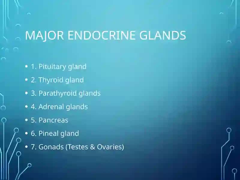 Endocrine System 4