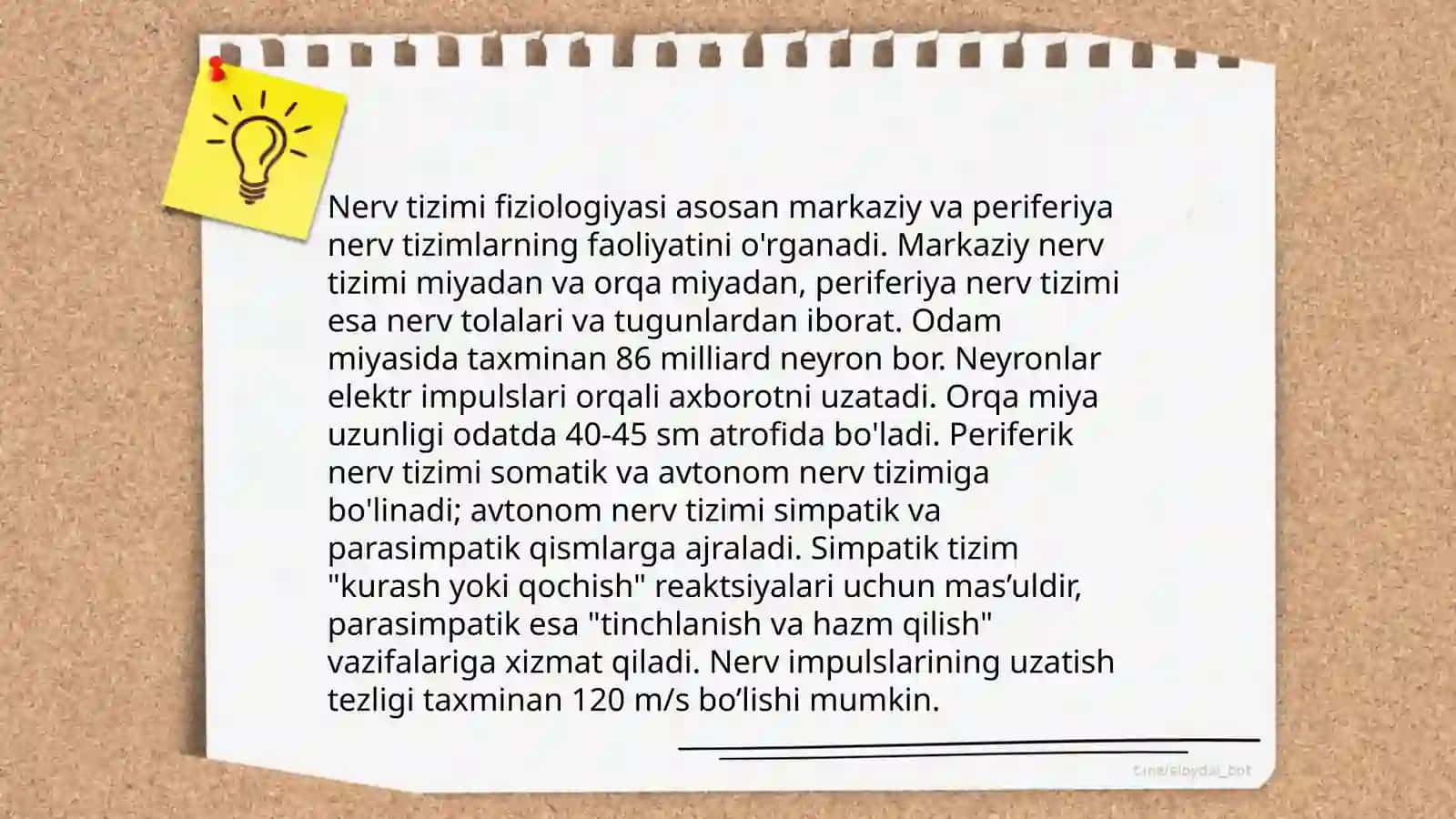 Nerv tizimi anatomiyasi 4