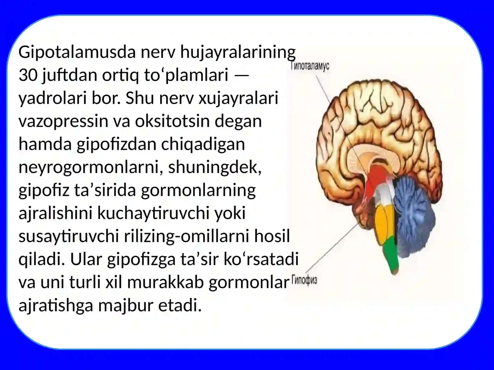 Gipotalamus o'zaklari va ularning klinik ahamiyati 4