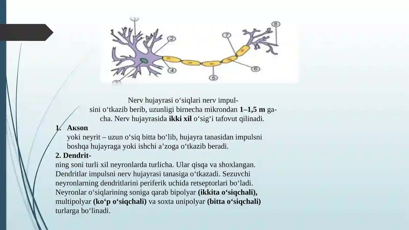 ANATOMIYA FANIDAN TAQDIMOT 4