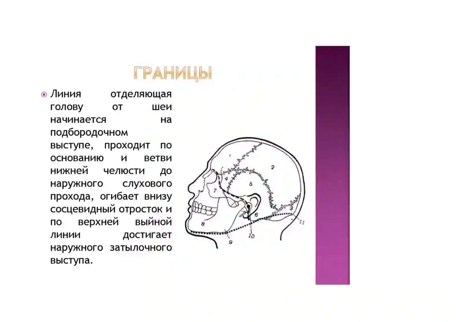 БОЛАЛАР ВА КАТТАЛАРДА КАЛЛА СОҲАСИ ЮЗ ҚИСМИ КЛИНИК АНАТОМИЯСИ 4