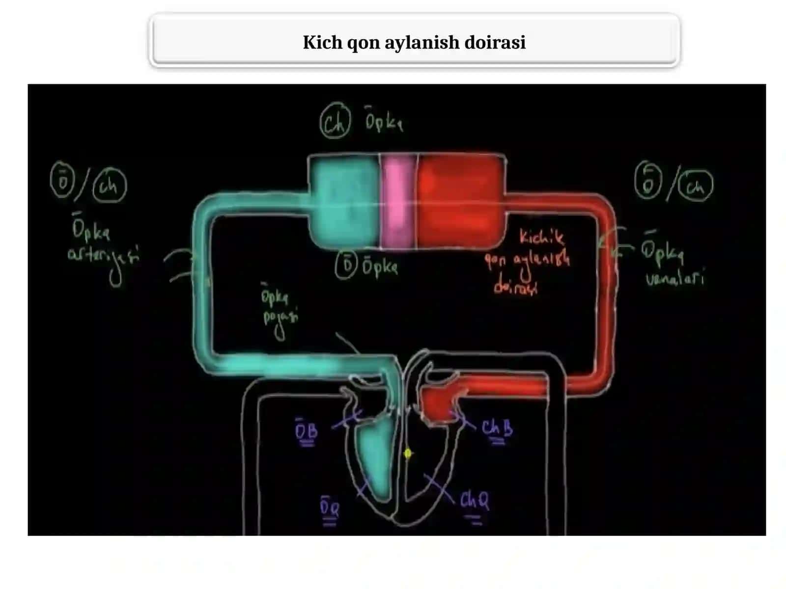 Kich qon aylanish doirasi 4
