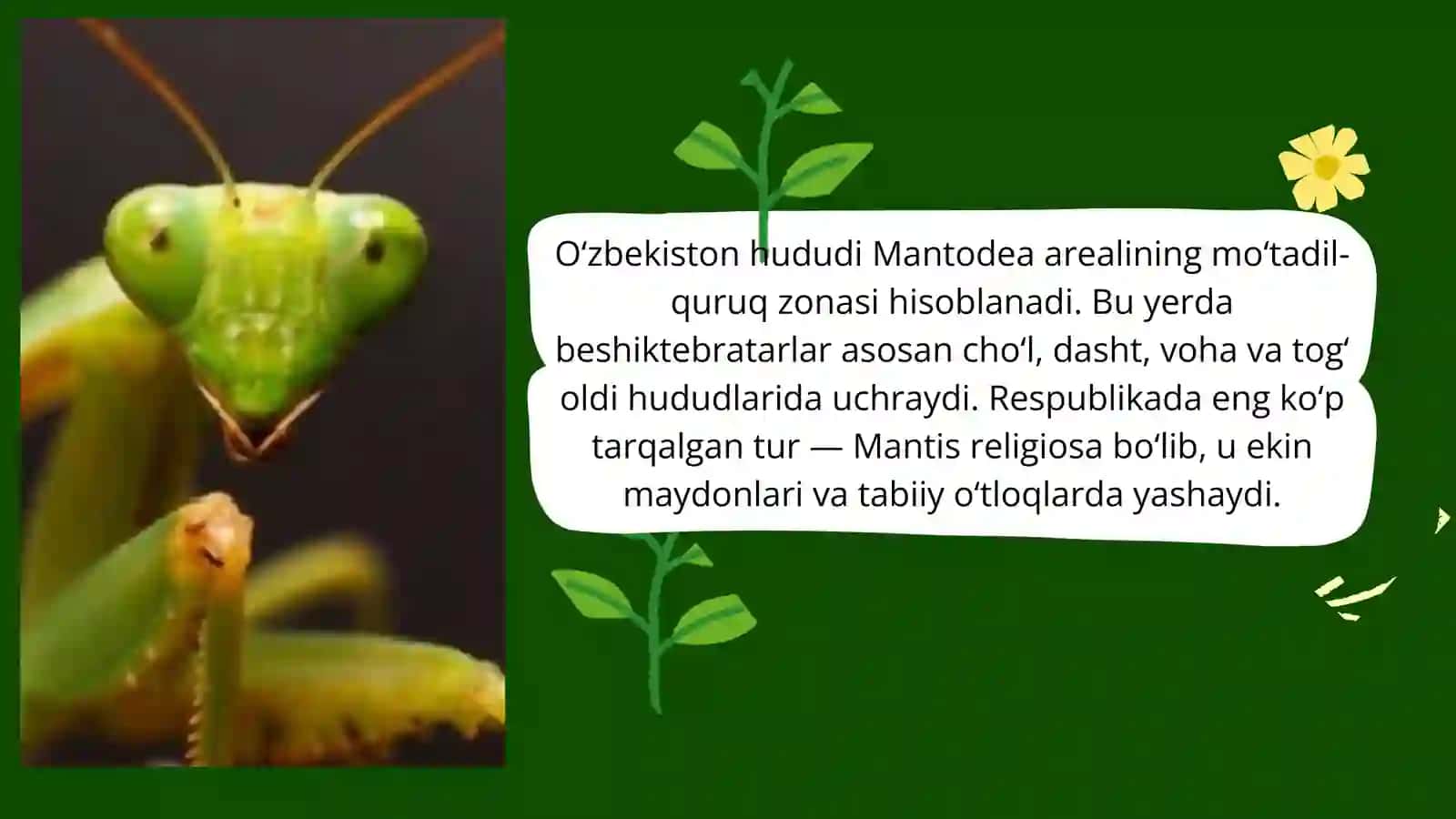 BESHIKTEBRATARLAR TURKUMI VAKILLARI OʻZIGA XOS TUZILISHI 4